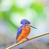Blue-eared kingfisher (Alcedo meninting)