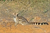 Rusty-spotted genet (Genetta maculata)