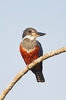 Ringed kingfisher (Megaceryle torquata)