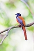 Malabar trogon (Harpactes fasciatus)