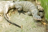 Northern Sierra Madre forest monitor (Varanus bitatawa)