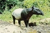 Malayan tapir