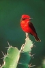 Vermilion flycatcher (Pyrocephalus rubinus)