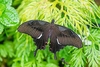 Great Helen (Papilio iswara)