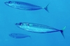 Blue mackerel (Scomber australasicus)