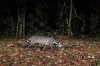 Large Indian civet (Viverra zibetha)