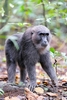 Moor macaque (Macaca maura)