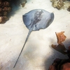 Caribbean whiptail stingray (Styracura schmardae)