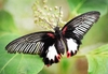 Scarlet Mormon (Papilio rumanzovia)