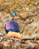 Himalayan monal (Lophophorus impejanus)