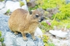 Rock hyrax (Procavia capensis)