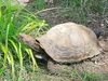 Asian brown tortoise (Manouria emys)