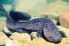 Chinese giant salamander (Andrias davidianus)