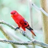 Red lory (Eos bornea)