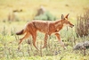 Simien jackal (Canis simensis)