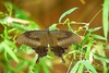 Red Helen (Papilio helenus)