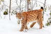 Eurasian lynx (Felis lynx)