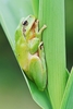 Stripeless tree frog (Hyla meridionalis)