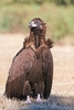 Cinereous vulture (Aegypius monachus)