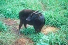 Mountain anoa (Bubalus quarlesi)