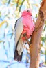 Galah