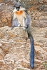 Capped langur (Trachypithecus pileatus)