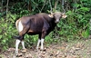 Banteng