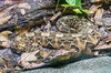 Gaboon viper