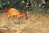 Ogilby's duiker (Cephalophus ogilbyi)