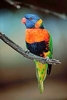 Red-collared lorikeet (Trichoglossus rubritorquis)