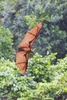 Great flying fox (Pteropus neohibernicus)