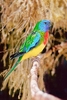 Scarlet-chested parrot (Neophema splendida)