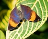 Indian leafwing (Kallima paralekta)