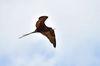 Ascension frigatebird (Fregata aquila)