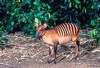 Zebra duiker (Cephalophus zebra)
