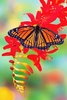 Viceroy butterfly