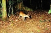 Bornean yellow muntjac (Muntiacus atherodes)