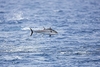 Longtail tuna (Thunnus tonggol)