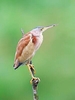 Yellow bittern (Ixobrychus sinensis)