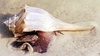 Knobbed whelk (Busycon carica)