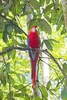 Scarlet macaw (Ara macao)