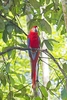 Scarlet macaw