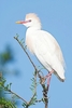 Cattle egret (Ardeola ibis)