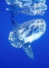 Ocean sunfish (Mola mola)