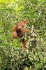 Bornean orangutan (Pongo pygmaeus)