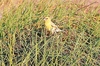 Laysan finch (Telespiza cantans)