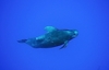 Short-finned pilot whale (Globicephala macrorhynchus)
