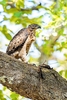 Legge's hawk-eagle (Nisaetus kelaarti)