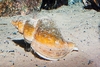 Red whelk (Neptunea antiqua)