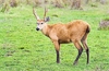 Marsh deer (Blastoceros dichotomus)